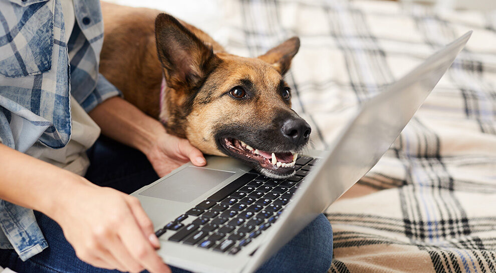 pies leżący na laptopie